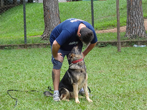Pastor Alemão Preto Adestrado Dog Master
