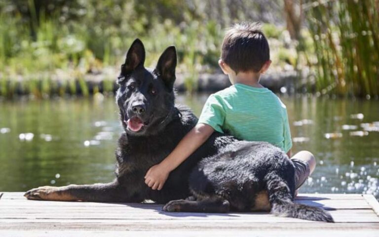 Cães de Guarda e Proteção