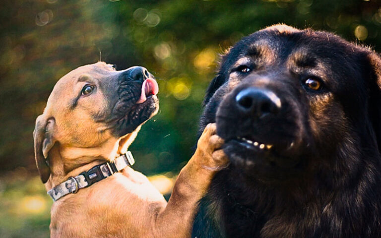 Como Escolher Meu Cachorro