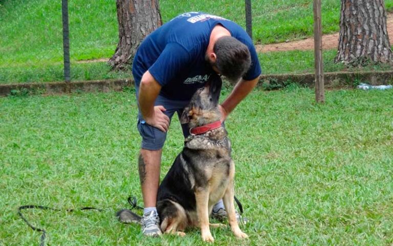 Porquê Adestrar um Cachorro?