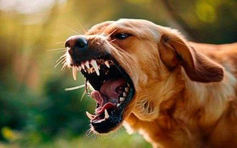 Evitando Ser Mordido Por Cães