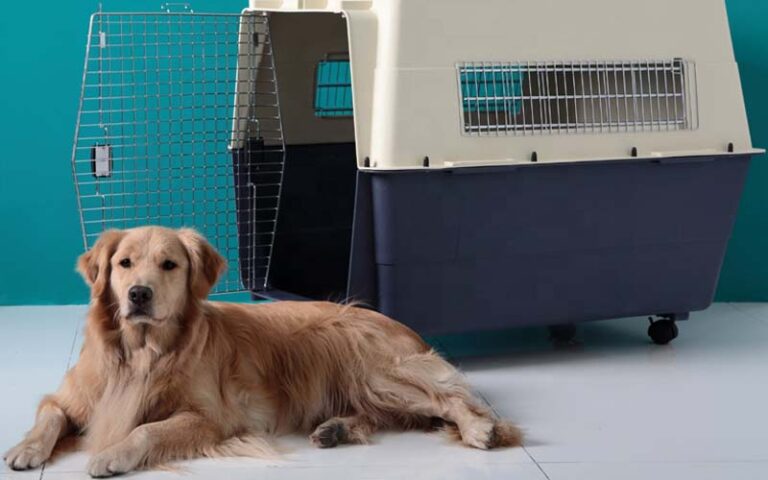 Caixa de Transporte no Comportamento Canino